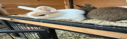 Mixed Breed rabbits for sale: Various rabbits for sale  - Advert 15