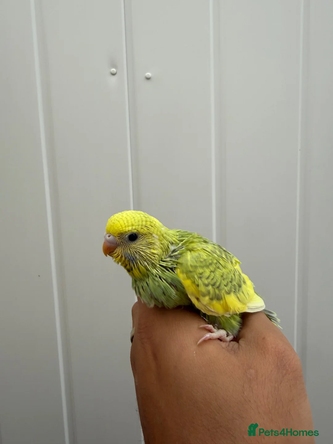 Budgerigars birds for sale: Two Beautiful Home Reared Baby Budgies 💚 in London - Advert 5