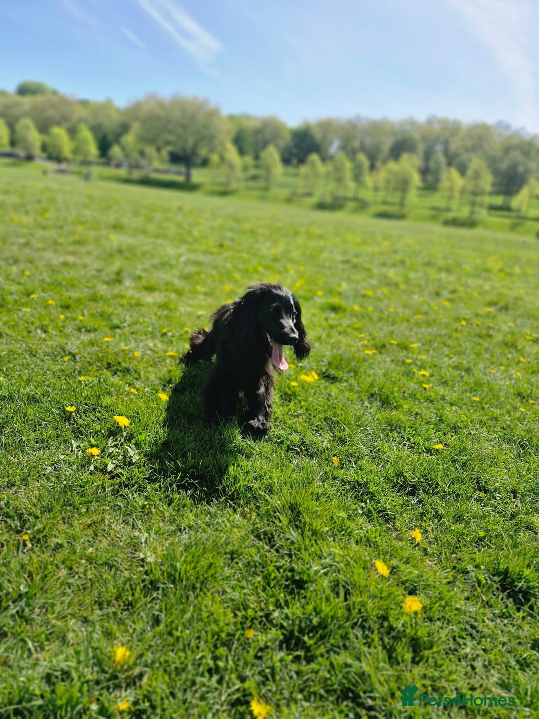 Cocker Spaniel dogs for sale: Kacper  - Image 4