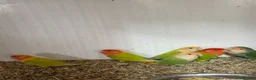 Lovebirds birds for sale: Peach faced lovebirds - Advert 1