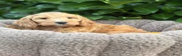 Cockapoo dogs for sale: 💗 Two females ready now 💗 - Advert 6