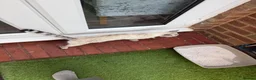 Bengal cats for sale: Bengal cats  in Slough - Advert 5