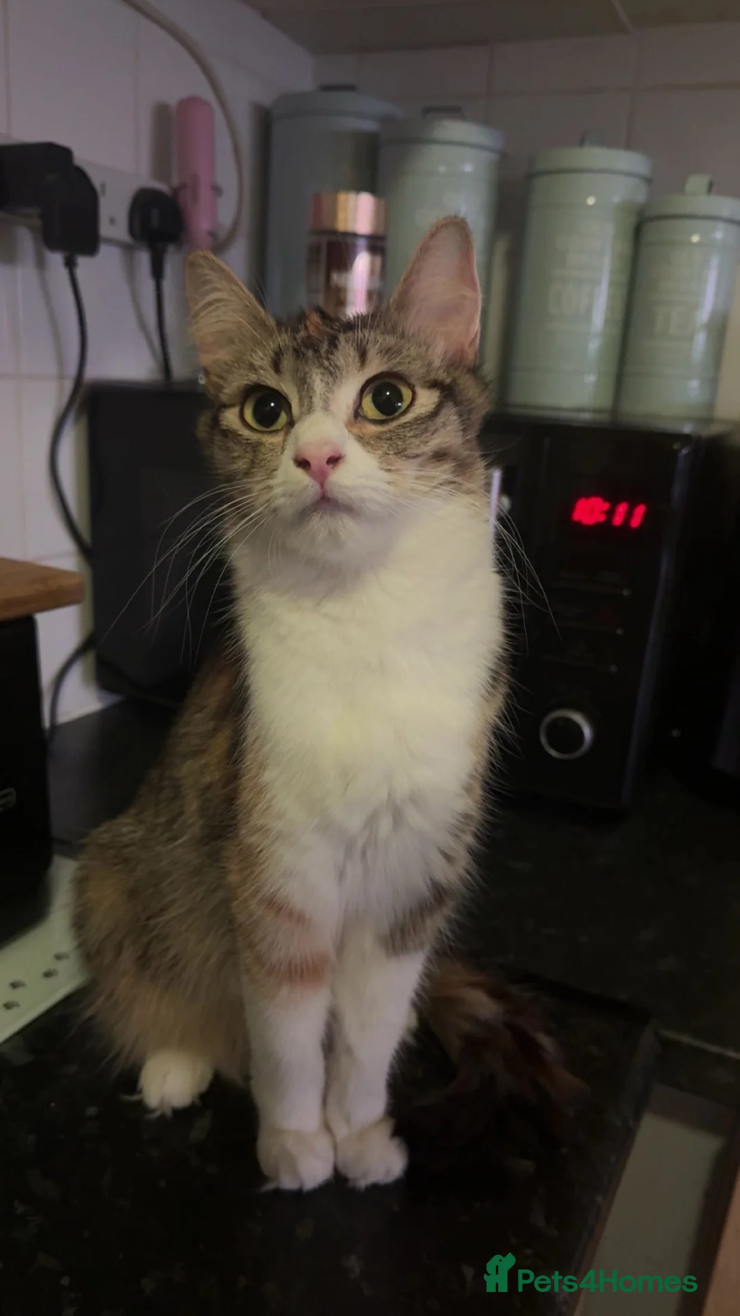 Mixed Breed cats for sale: Peanut - Mainecoon Cross in Gravesend - Advert 2