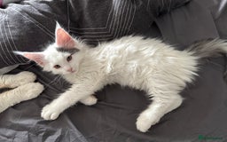 Maine Coon cats for sale: Purebred adorable Maine coon kittens - Image 14