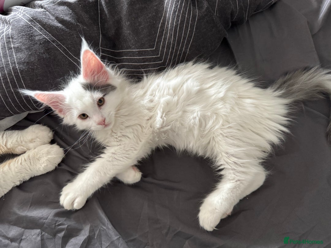 Maine Coon cats for sale: Purebred adorable Maine coon kittens - Image 14