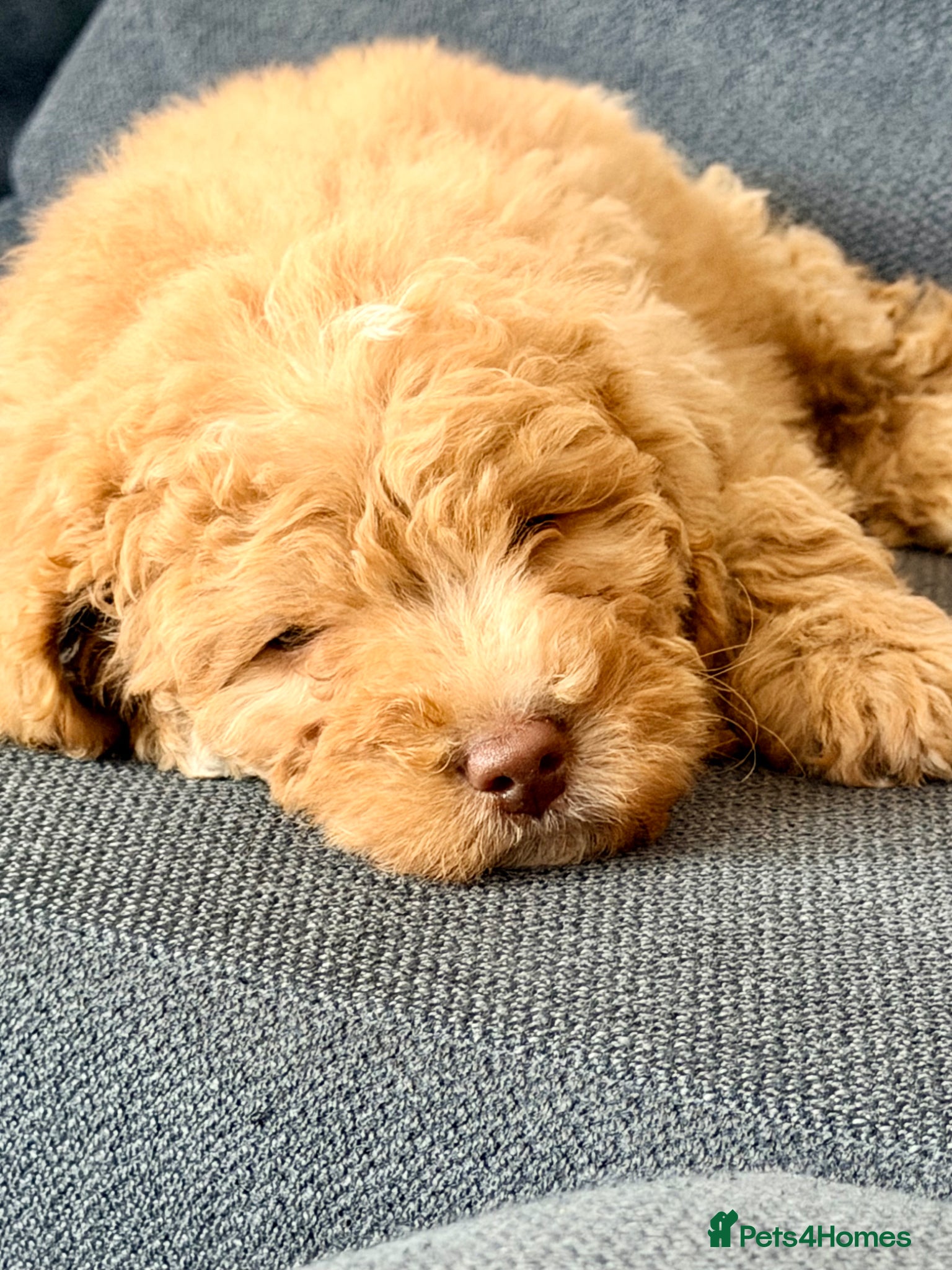 Cockapoo dogs Ready to Leave | Beautiful Female Cockapoo Puppy  - Advert 1