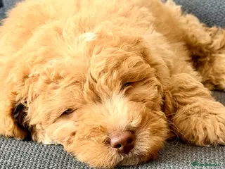Cockapoo dogs Ready to Leave | Beautiful Female Cockapoo Puppy - Advert 1