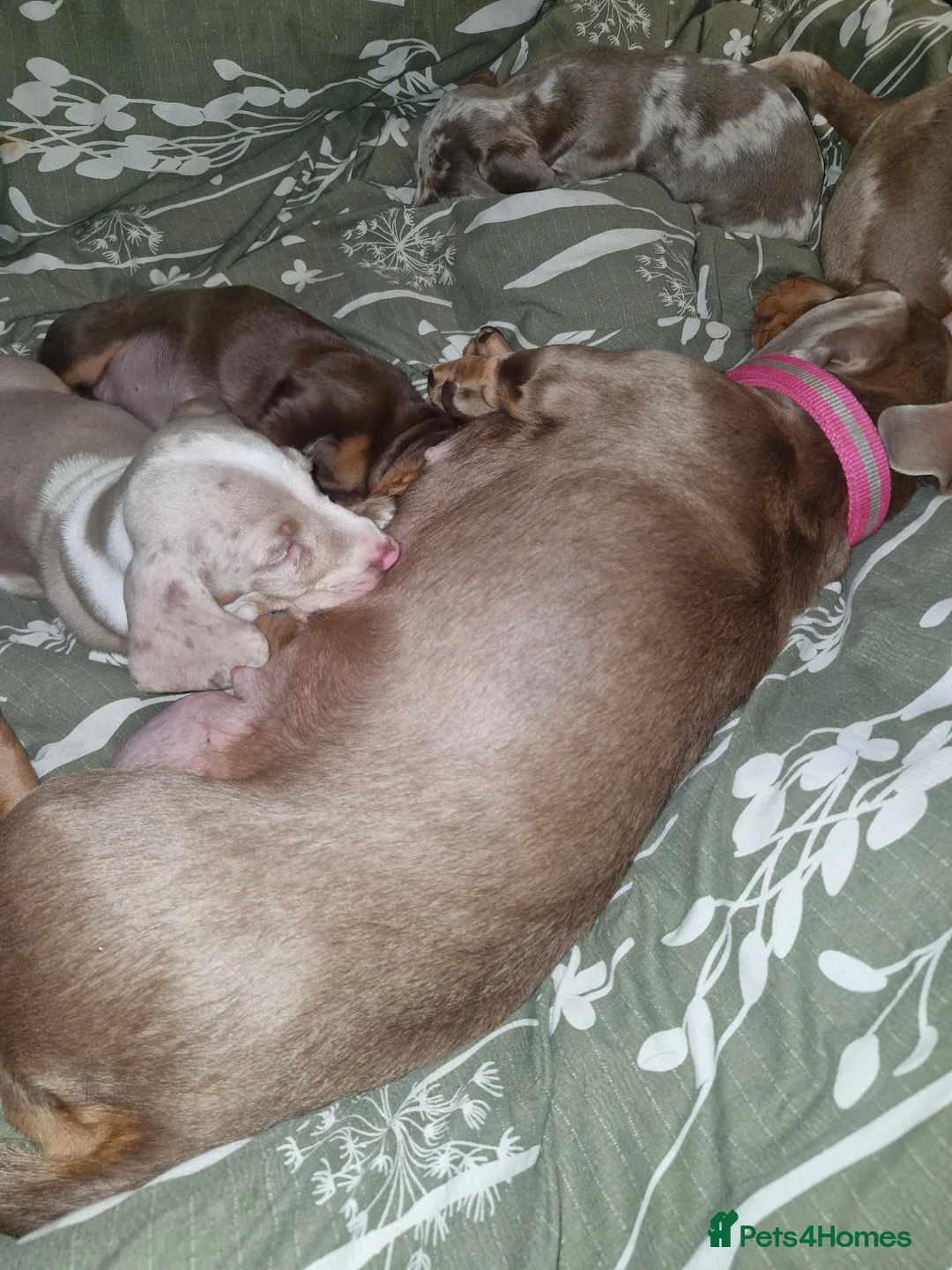 Dachshund dogs for sale: Miniature Dachshund Puppies for sale - Advert 2