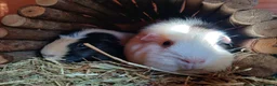 Guinea Pig rodents for sale: 2 female guineapigs for rehome - Advert 1