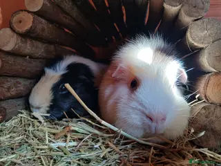 Guinea Pig rodents 2 female guineapigs for rehome - Advert 2