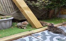Bengal cats for sale: ✨ Bengal Kittens Looking for Loving Homes ✨ - Image 27
