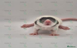 Rat rodents for sale: Our latest litter from Pearls Rodents - Image 3