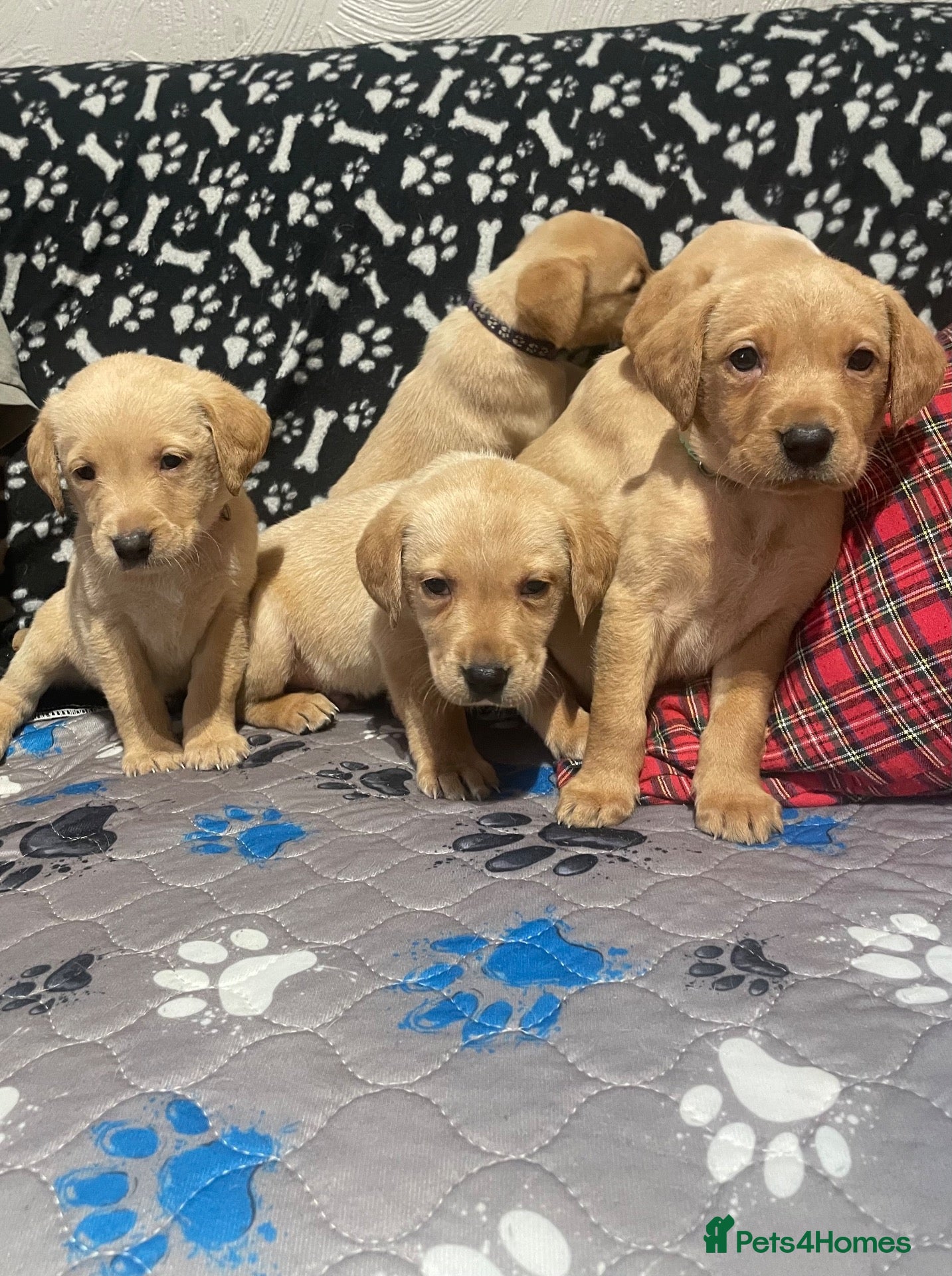Labrador Retriever dogs Gorgeous Labrador Puppies - Advert 2