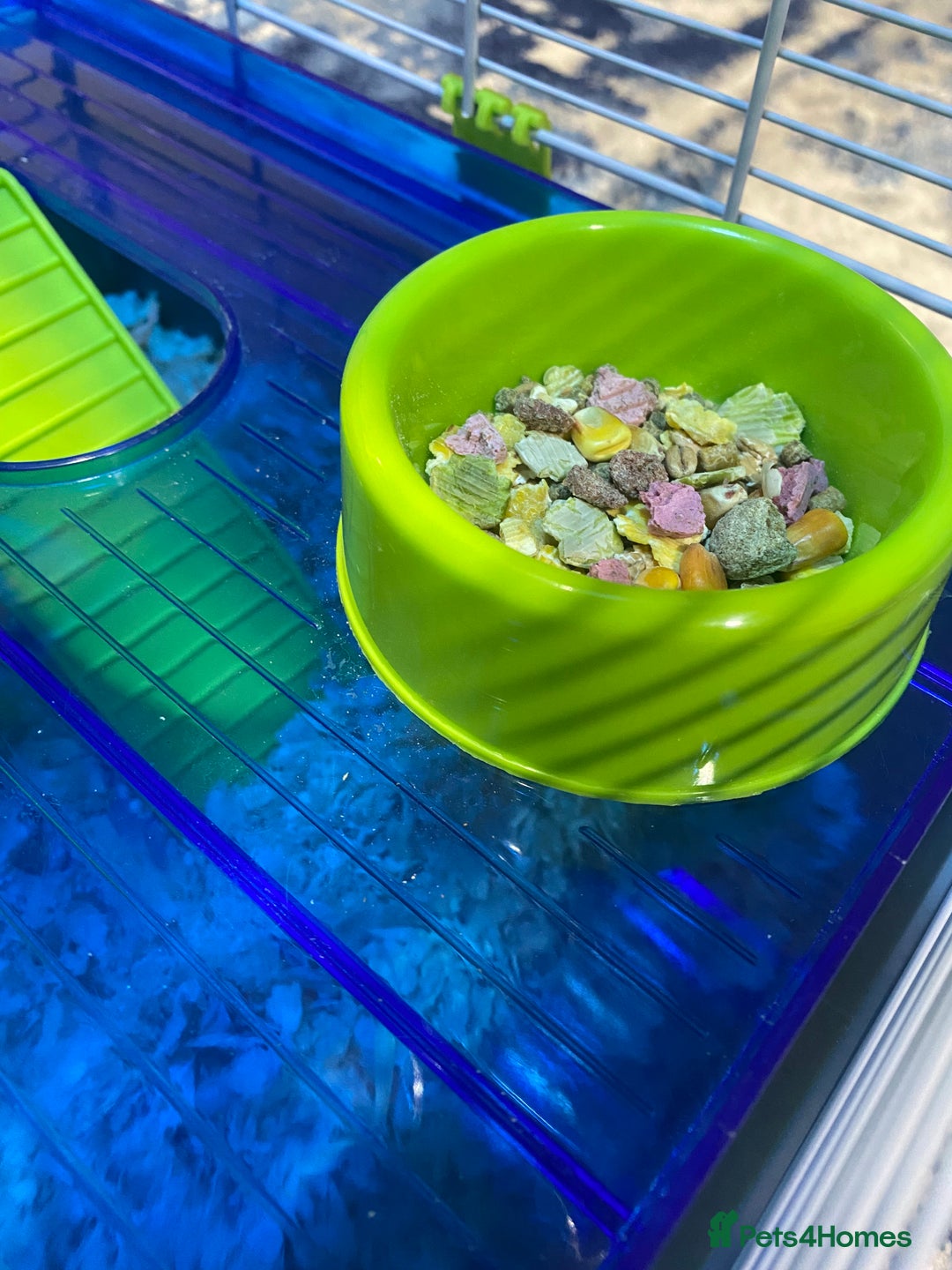 Hamster rodents for sale: Russian White Dwarf Hamster (and belongings!) - Advert 6