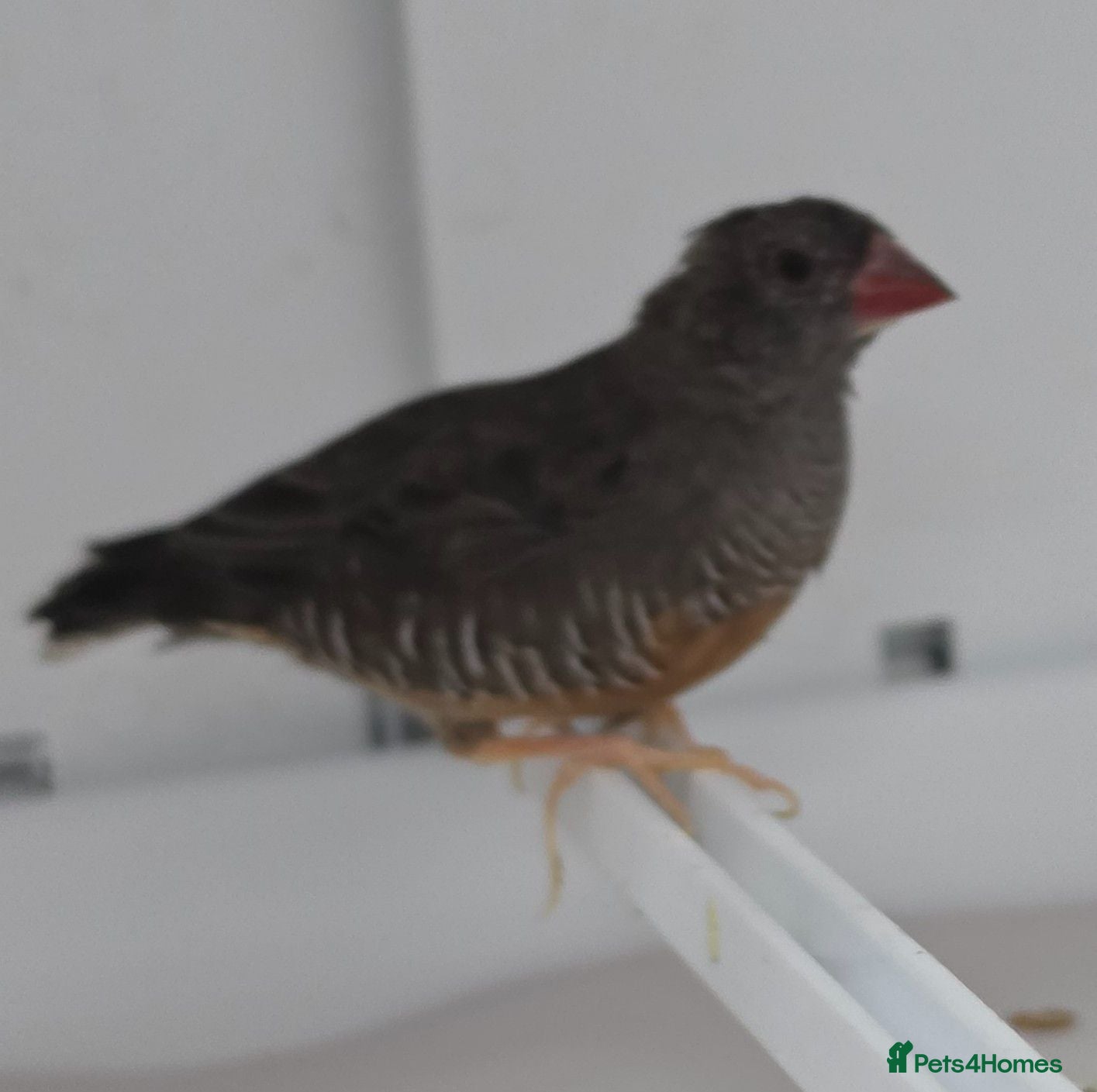 Finches birds African quailfinch for sale x5 - Advert 4
