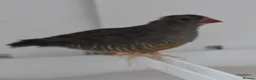 Finches birds for sale: African quailfinch for sale x5 - Advert 1