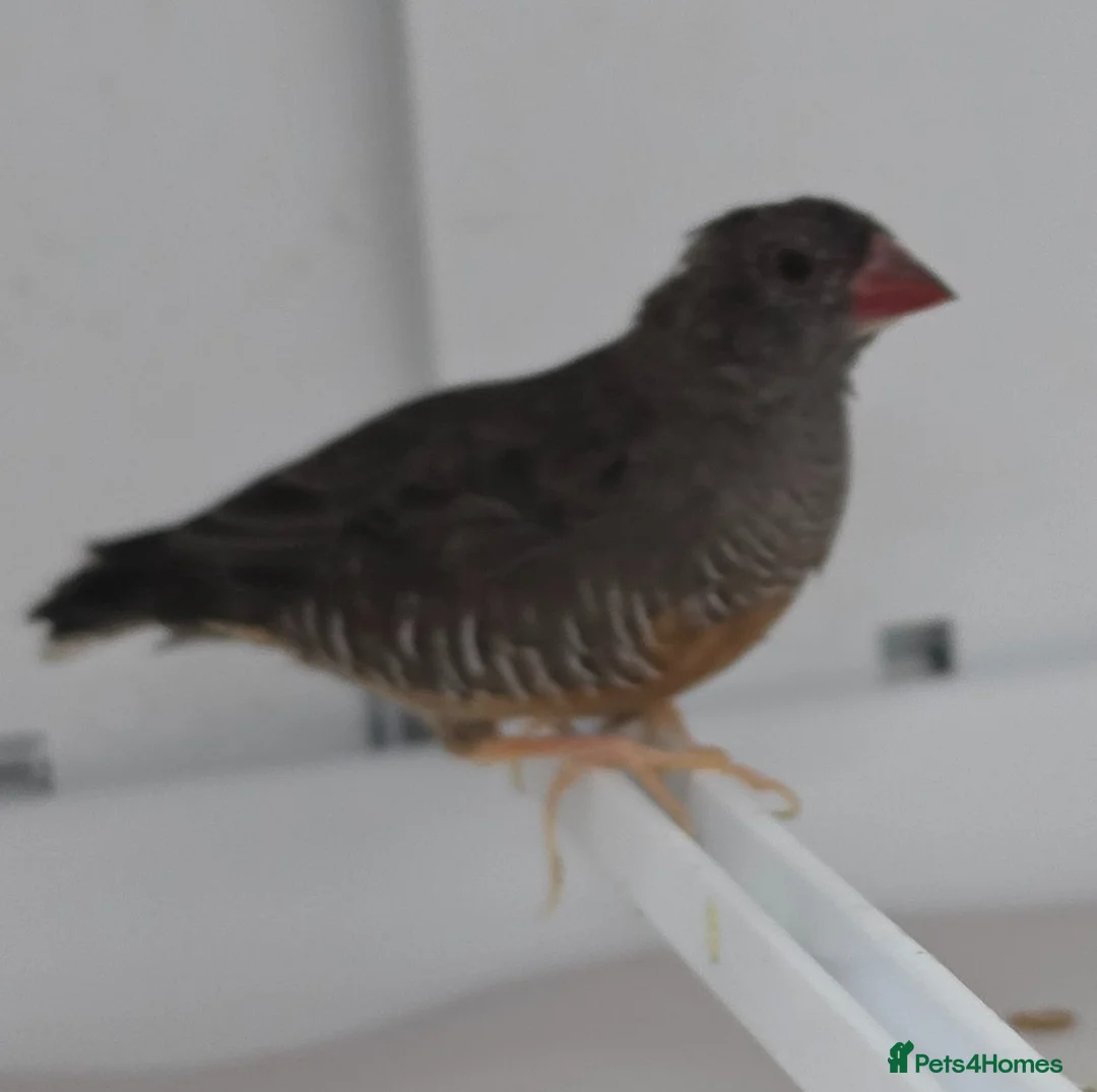 Finches birds for sale: African quailfinch for sale x5 - Advert 1
