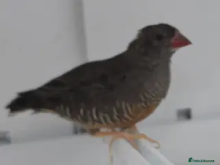 Finches birds African quailfinch for sale x5 - Advert 16