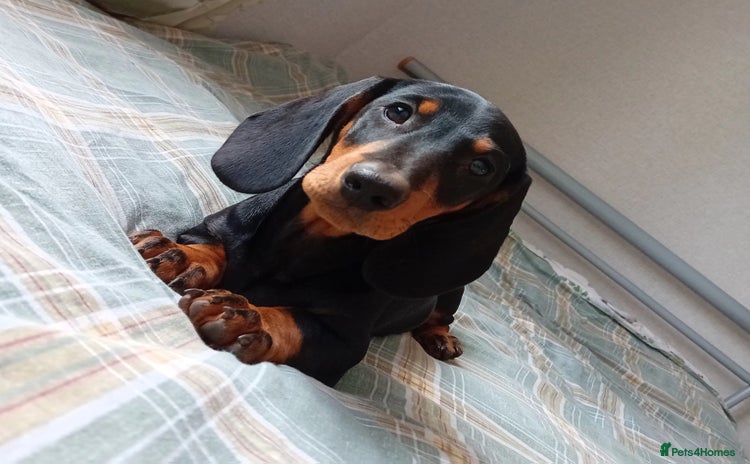 Dachshund dogs - Advert 1
