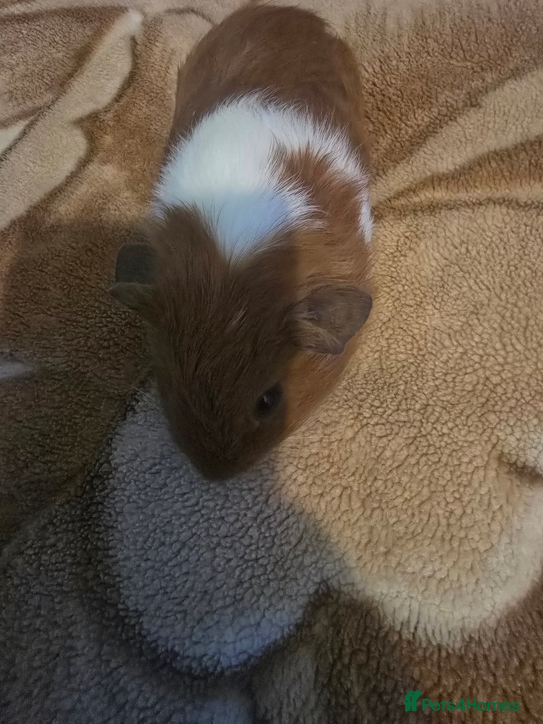 Guinea Pig rodents for sale: Guinea pig baby - Advert 2