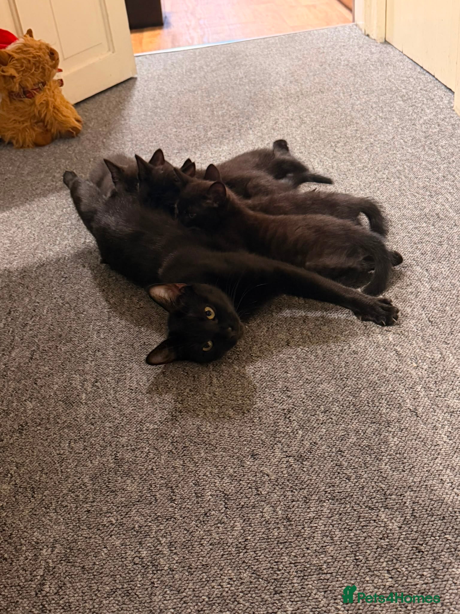 Mixed Breed cats 2 male black kittens - Advert 3