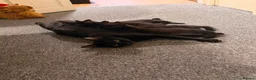 Mixed Breed cats for sale: 2 male black kittens in Ramsgate - Advert 1