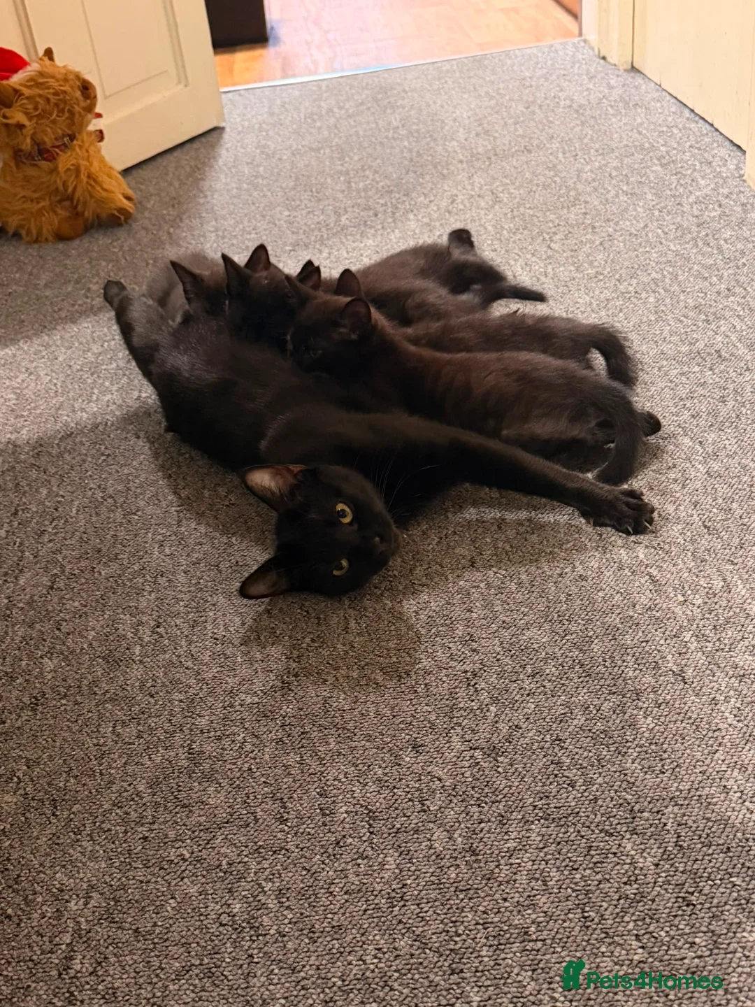 Mixed Breed cats for sale: 2 male black kittens in Ramsgate - Advert 1