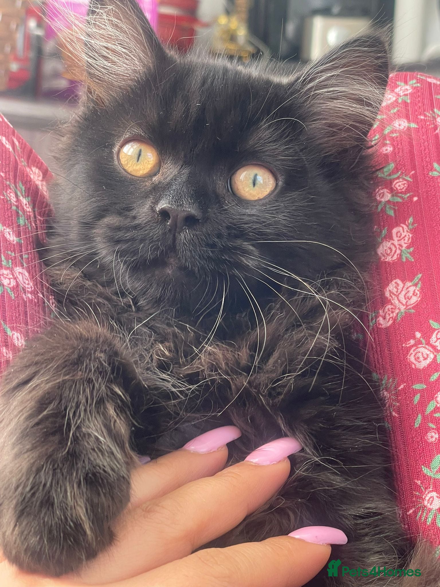 Mixed Breed cats Persian kittens for sale  - Advert 4