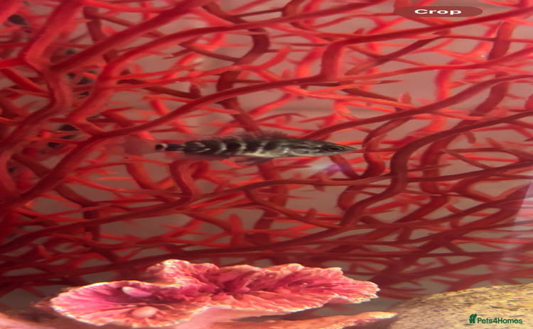 Cichlids fish - Advert 10