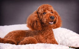 Cavalier King Charles Spaniel dogs for stud: Mr Darcy now at Stud GREEN DOPLER, KC Registered in Sandbach - Image 4