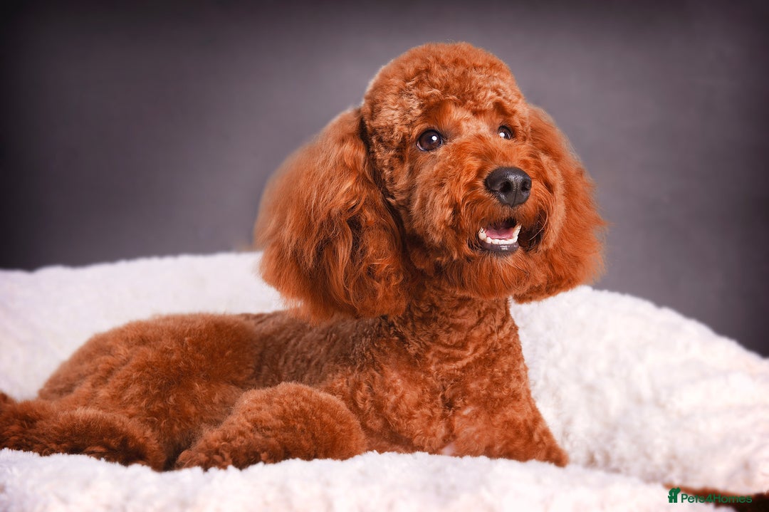 Cavalier King Charles Spaniel dogs for stud: Mr Darcy now at Stud GREEN DOPLER, KC Registered in Sandbach - Image 4