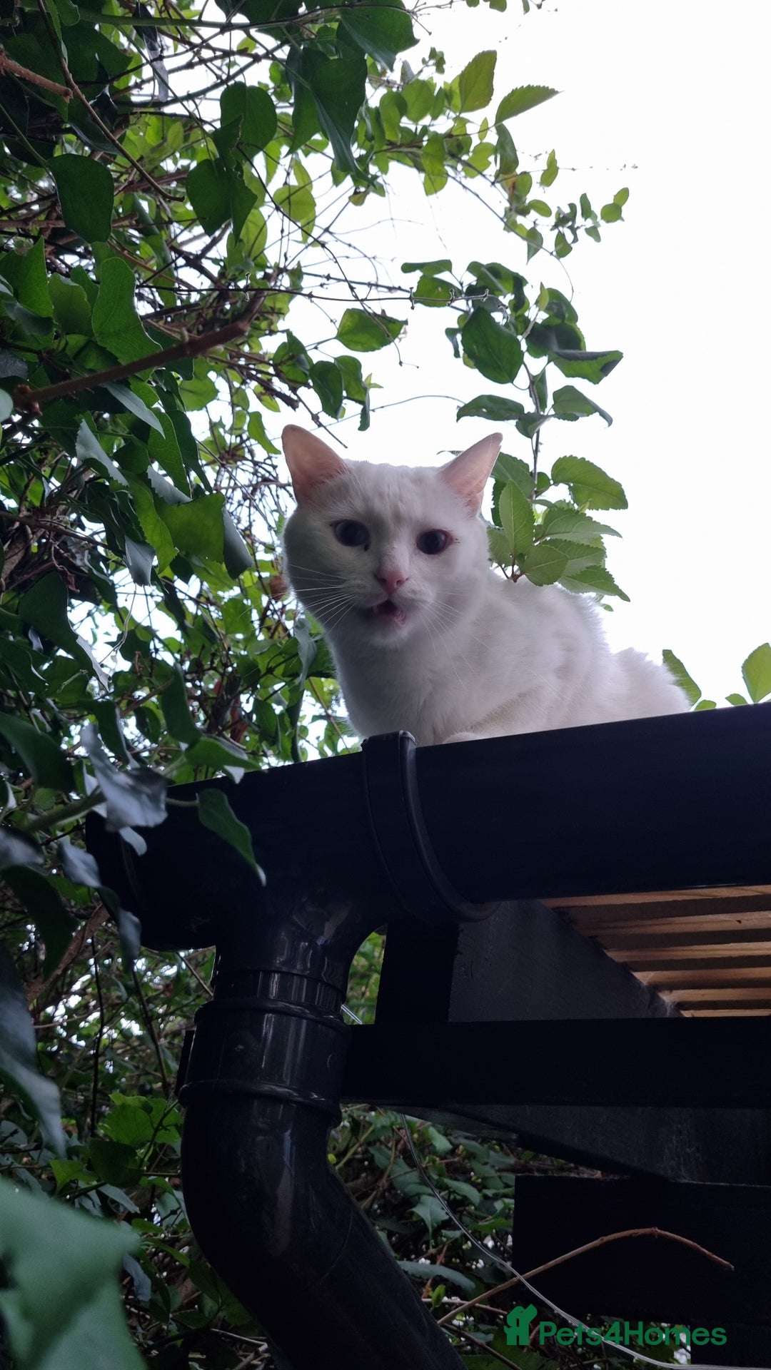 Mixed Breed cats for sale: 4year old white male cat - Advert 3