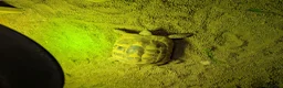 Hermann Tortoise reptiles for sale: House hermann tortoise for sale in Huntingdon - Advert 3