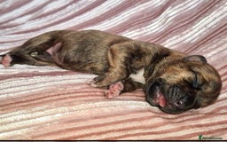 Staffordshire Bull Terrier dogs for sale: READY 7TH NOVEMBER ⭐️ 🐶 2 left ⭐️ staff pups  - Image 11