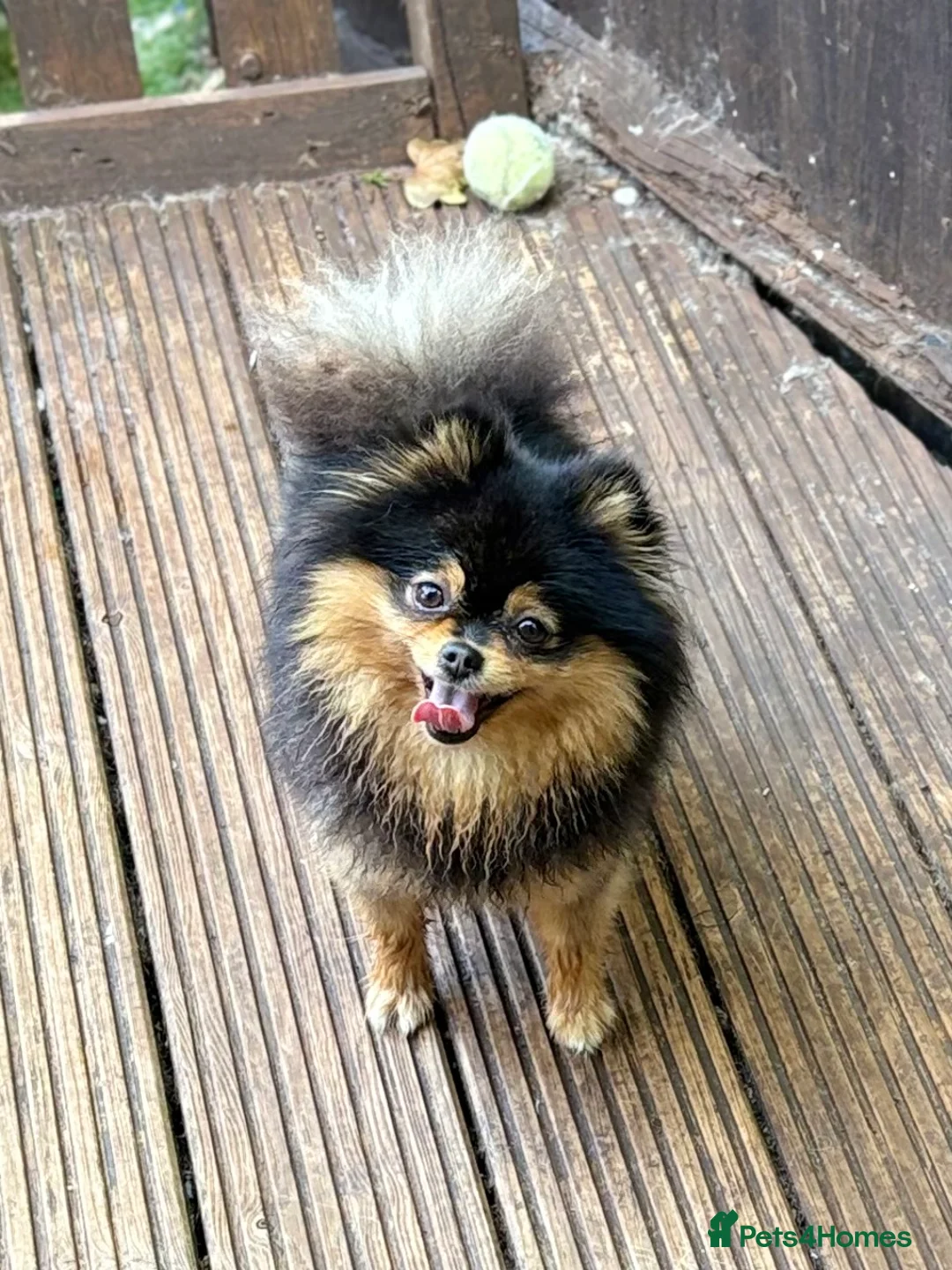 Pomeranian dogs for sale: Black and Tan Pomeranian female  - Advert 1