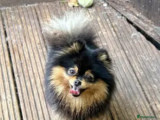 Pomeranian dogs Black and Tan Pomeranian female - Advert 14