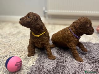 Mini Goldendoodle dogs Deep Red Mini Goldendoodle - Advert 2