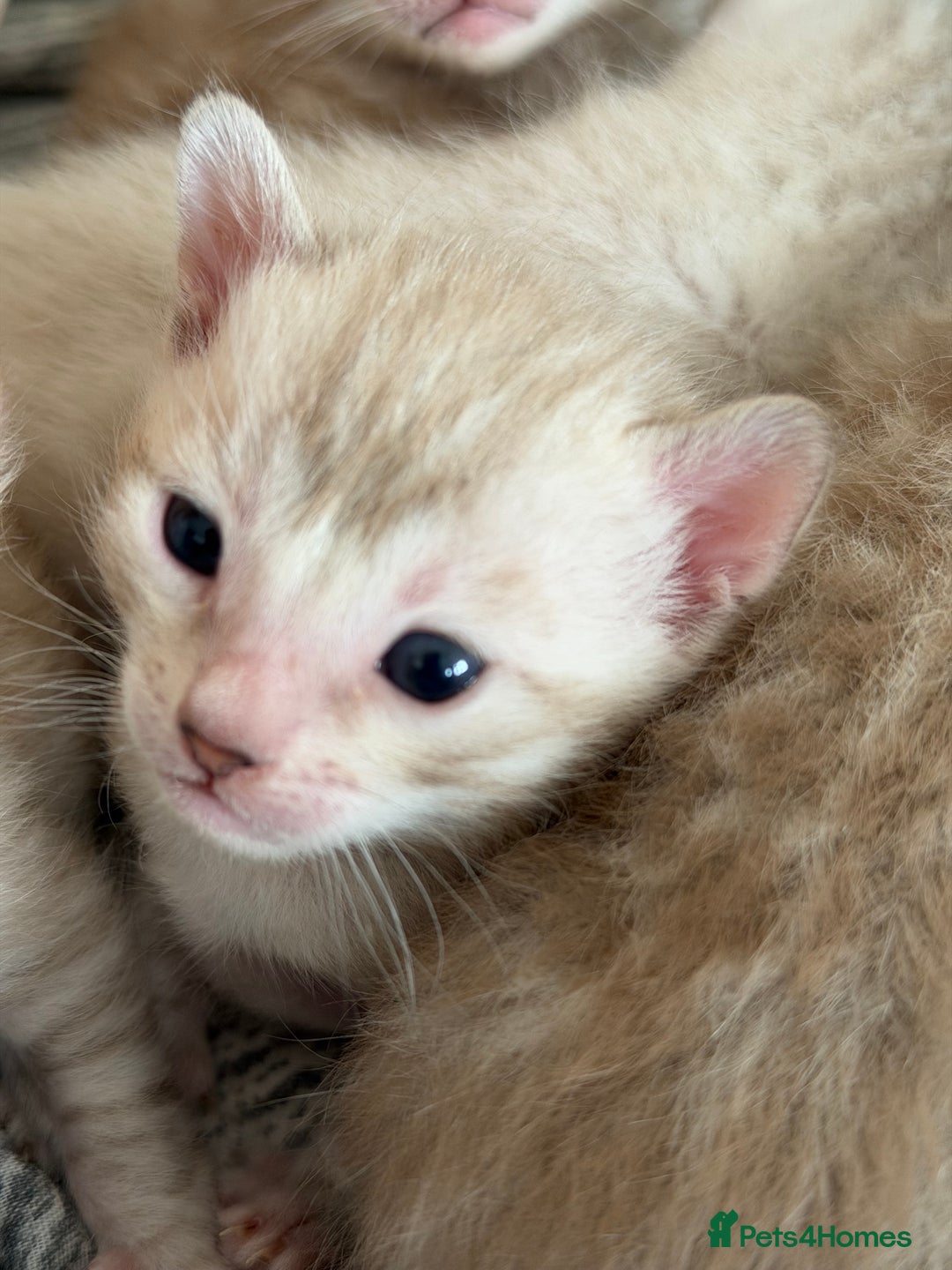 Bengal cats for sale: Snow Bengal Kittens, TICA Registered Pet only! - Advert 9