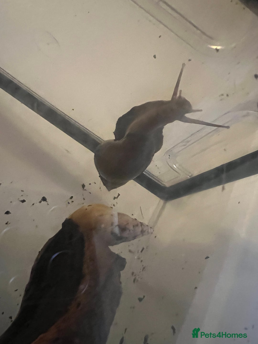 Snails invertebrates for sale: Giant African Land Snails - Image 1
