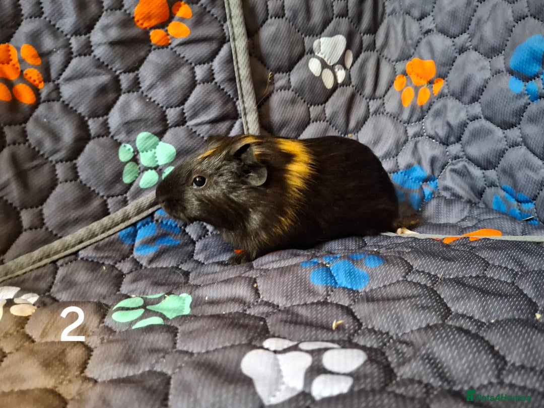 Guinea Pig rodents for sale: Beautiful Baby guinea pigs looking for new home - Advert 3
