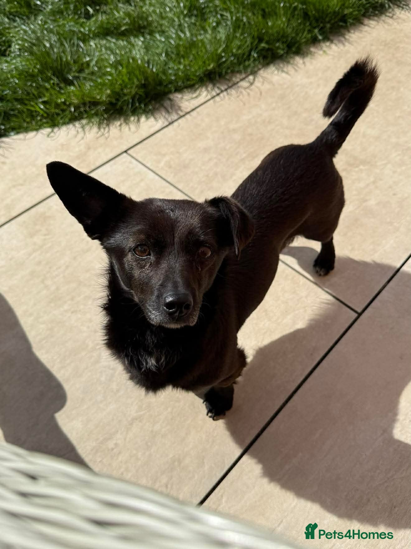 Mixed Breed dogs Nera  - Advert 4