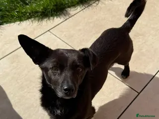 Mixed Breed dogs Nera - Advert 4