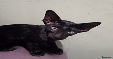 Oriental cats - Advert 5