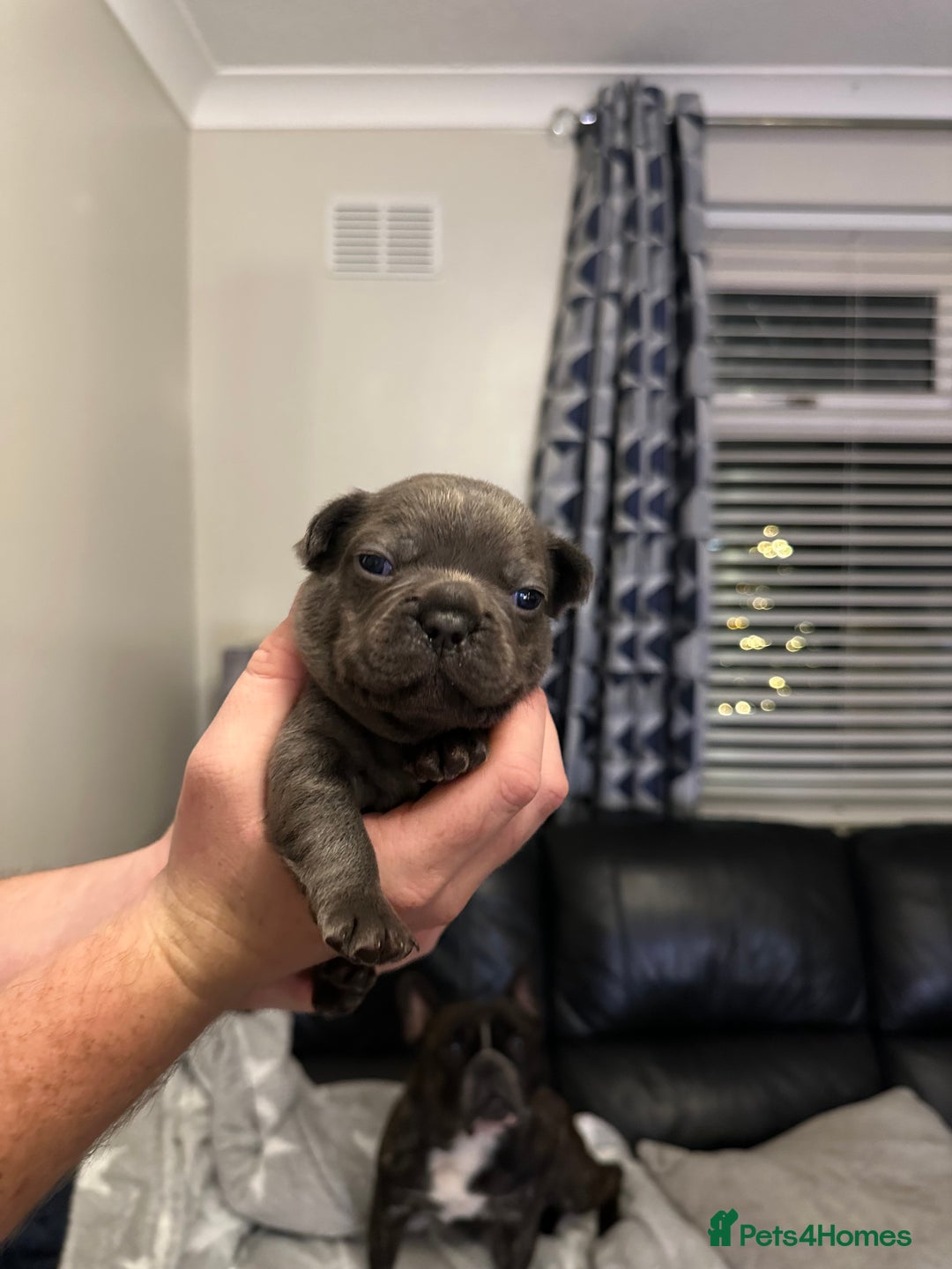 French Bulldog dogs for sale: 5 Beautiful French Bulldog Puppies - Advert 19