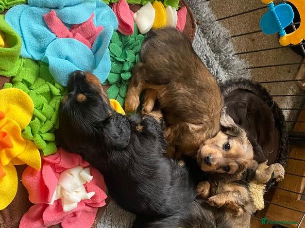 Miniature Dachshund dogs Stunning Long-haired Miniature Dachshund Puppies - Advert 1