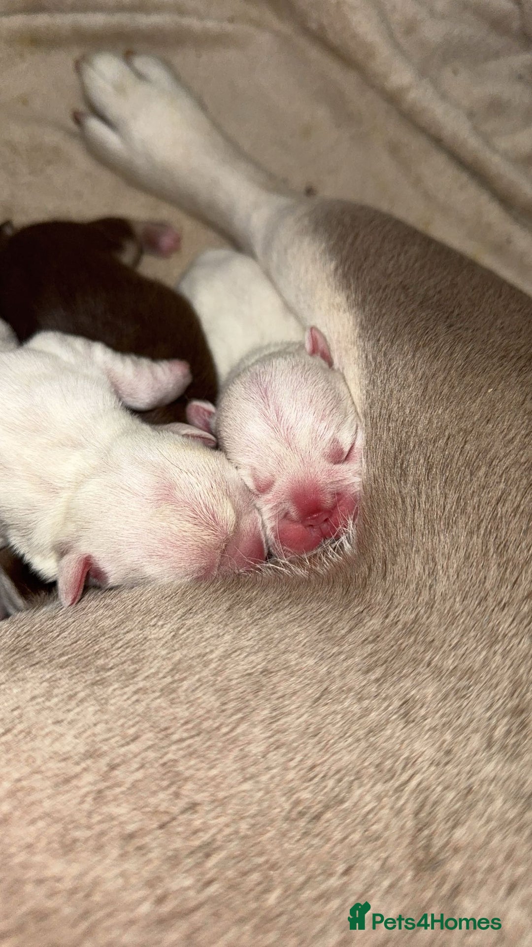 French Bulldog dogs for sale: French bulldog puppies - Image 8