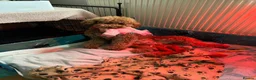 Labradoodle dogs for sale: Beautiful Red Labradoodle Puppies - Advert 13