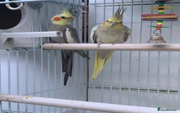 Cockatiels birds for sale: Cockatiel birds - Image 7