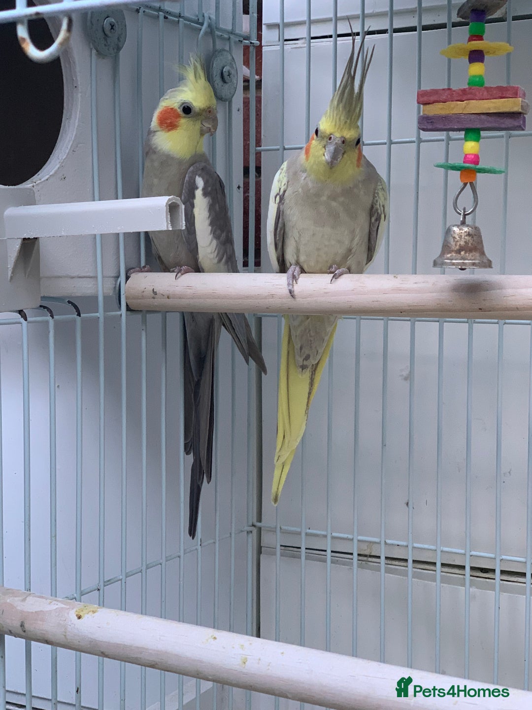 Cockatiels birds for sale: Cockatiel birds - Image 7