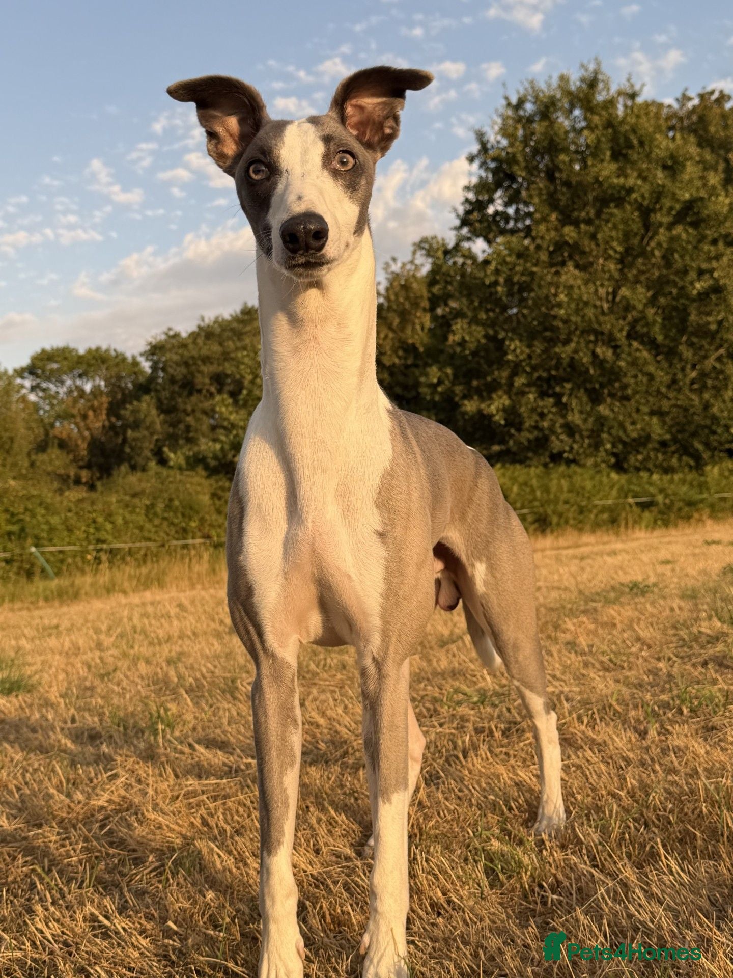 Whippet dogs Whippet For Stud  - Advert 12